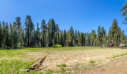 huge sequoia trees at the place called meadow in Sequoia tree national park - obrazy, fototapety, plakaty