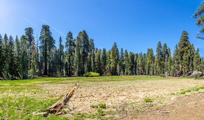 huge sequoia trees at the place called meadow in Sequoia tree national park