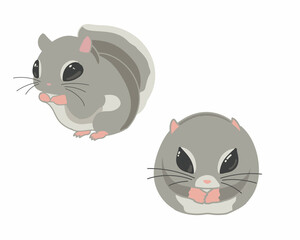 エゾモモンガ　線無し