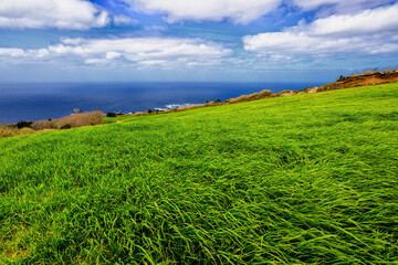 View over the meadow. Azores. Sao Miguel.
