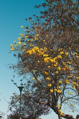 Yellow Flower Trees