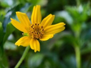 flower petal macro of wedelia wild plant (Sphagneticola trilobata)