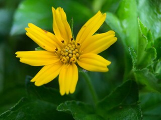 flower petal macro of wedelia wild plant (Sphagneticola trilobata)