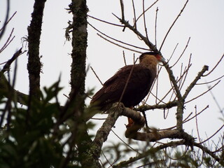 Carcará (Caracara plancus)