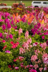 Red and Pink Flowers