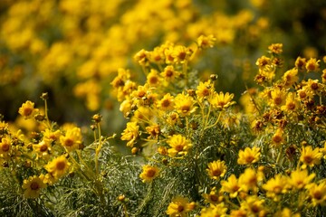 Yellow Flowers