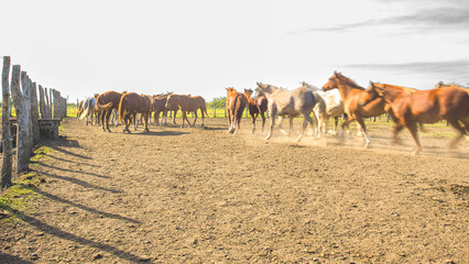 Horse herd galloping on sandy dust against sky