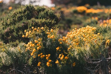 Obraz premium Yellow Flower Bush