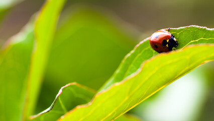Ladybug sitting on green vegetation. Little red beetle with black specks on blur green background. Wildlife. Close up. Full frame.
