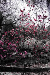 Pink Flowers