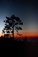 Obraz na płótnie Canvas Tree in Sunset