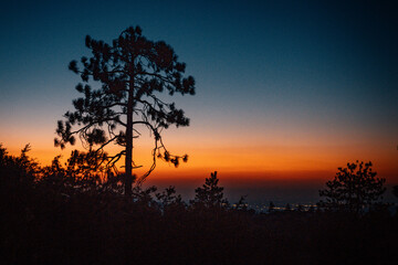 Tree in Front of Sunset