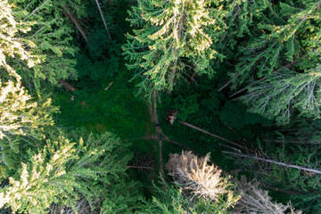 Crossroads of forest paths in a coniferous forest, top view
