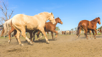 Fototapeta premium Cowboy Lifestyle