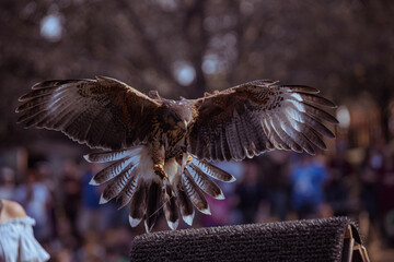 eagle in flight