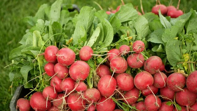 Harvest radish food farm vegetables fresh bio market shop Raphanus raphanistrum sprout grows ground farmer farming agricultural farm garden, crate box grown closeup root vegetable organic