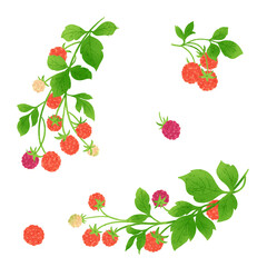 ラズベリーの手描きイラスト