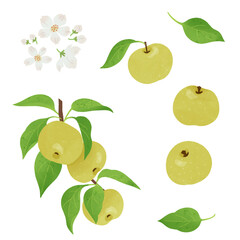 梨と梨の花の手描きイラスト
