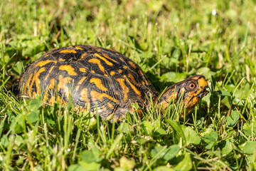 Close-up of Eastern Box Turtle