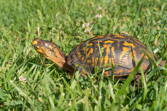 Eastern Box Turtle in backyard.