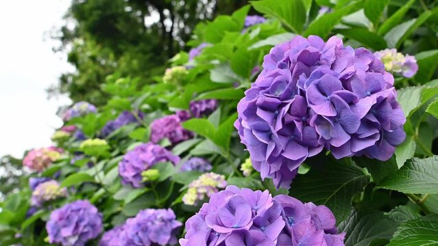 東京都北区王子に咲くたくさんの紫陽花