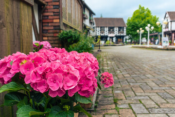観光地に咲くアジサイの花