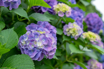 東京都北区王子に咲くたくさんの紫陽花