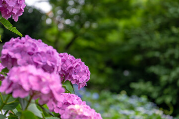 東京都北区王子に咲くたくさんの紫陽花