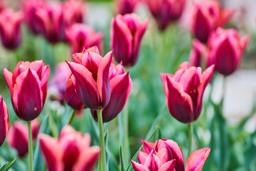 Purple and pink tulips sprouting in spring field