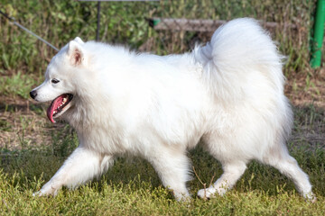 A beautiful samoyed laika running on the grass in summer.