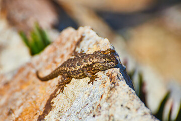 Large rock with tiny lizard resting on top of its peak