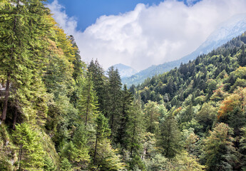 Obraz premium View of high Apls mountains wth green forest under blue sky.