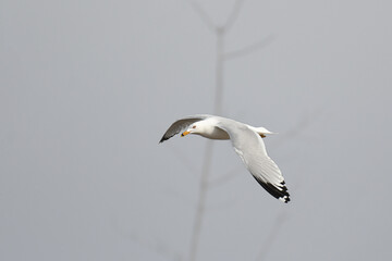 Ring-billed gull flying in the sky