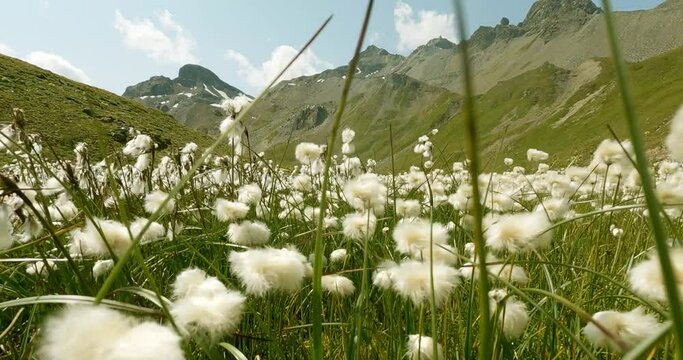 Field of flowers in high apine terrain with panorama view on the mountains and glacier. Green gras and white cotton flowers in the tyrolean alps. 4K 3fps