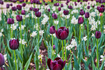 Obraz premium Spring tulip garden up close with purple and white flowers