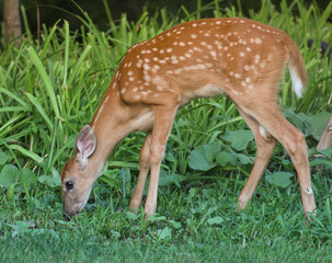 deer in the woods