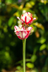 Vanessa indica resting on the tulip