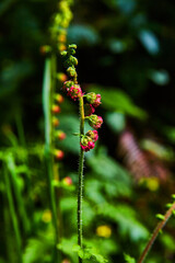 Spring plant stem with tiny red flowers