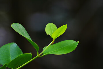 leaves, beautiful green leaves, nature
