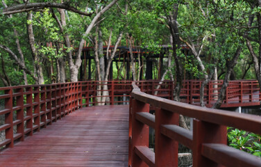 The wooden bridge is a beautiful natural walkway.