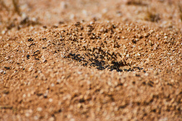 Macro detail view of ant nest with ants emerging