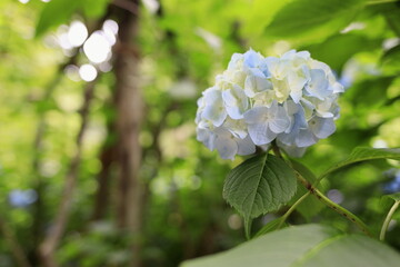 鎌倉のあじさい (青白一朶)