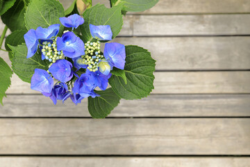 鎌倉のガクアジサイ (紫)と木の板