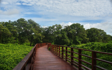 Fototapeta na wymiar The wooden bridge is a beautiful natural walkway.