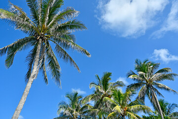 Obraz na płótnie Canvas Coconut palm trees against a blue sky background