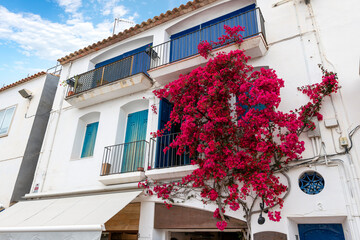 A beautiful scarlet colored bougainvillea plant outside a whitewashed building in the fishing village of Calella de Palafrugell on the Costa Brava coastline of Southern Spain.