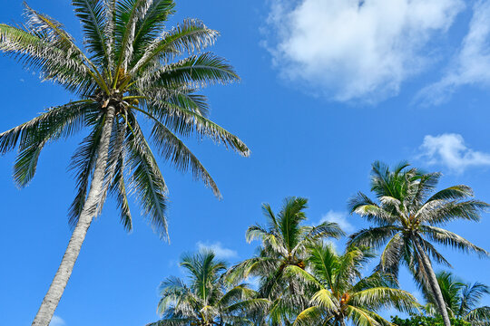 Coconut palm trees against a blue sky background
