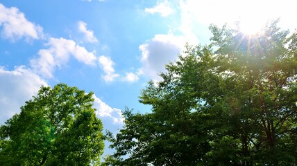 初夏　爽やかな青空と癒しの新緑　風景　古河