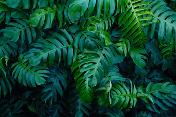 Fototapeta na wymiar creative tropical monstera green leaves