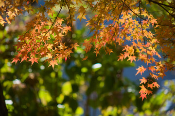 藺牟田池の紅葉
